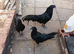 Sumatra chicken for sale