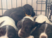 Springer spaniel puppies