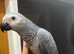 HandReared Stunning Friendly Super Tame Congo African Grey