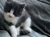 ragdoll / mainecoon kittens