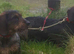 Standard wirehaired dachshund