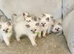 Ragdoll kittens