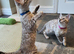 Stunning TICA Registered Bengal Kittens.