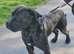 Cane corso cross presa canerio