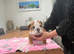 Traditional British Bulldog
