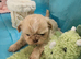 Kc reg Stunning small babies boys/girl