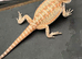 Beautiful bearded dragons babies