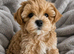Ready Now. Unique Teacup Asian Maltipoo Puppies , DNA tested parents