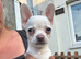 Chihuahua x
