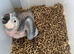 Selling handreared baby blue and gold macaw