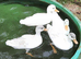 4 Call ducks 6 weeks old