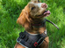 1 beautiful boy Cocker spaniel dogs