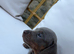 Beautiful Miniature Dachshund Puppies