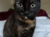Torti female