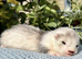 Silver female ferret kits