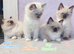 Ragdoll Kitten, Ready for a new home