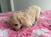 F1Bb miniature labradoodles