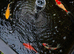 Goldfish outdoor pond various beautiful colours large sizes up around 9 inches all young plenty of life in them