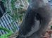 Beautiful Baby Cockatiels Available