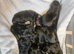 Kc registered doberman puppies