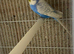 Budgie pair