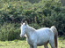 Beautiful cob x trotter
