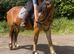 Strawberry roan registered appalosa x cob mare