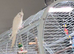 Young Male Cockatiel