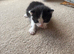 Gorgeous black and white kitten