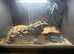 Female corn snake
