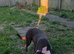 Rehoming beautiful pup Brownie