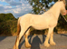 Lemon and white filly