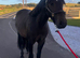 A genuine young horse with an exciting future ahead.