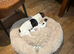 Clumber spaniel cross Jack Russell