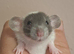 Male Baby Dumbo Rats