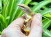 Sandfish Skink (Scincus scincus)