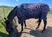 16.1hh Thoroughbred gelding