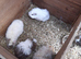 Female baby guineapigs