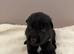 KC German shepherd puppies