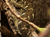 2 young leachianus geckos for sale
