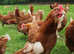 POULTRY SET UP/ ARK/ PULLETS/FEED/DRINKER