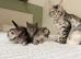 Ready this weekend, TICA registered Maine coon kitten
