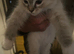 Radgoll kittens