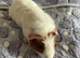 Re Available - Baby male Guinea Pig