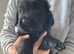 Golden retriever x flat coat retriever puppies