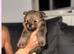 Pomerian puppies