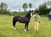 Lovely Pretty Welsh pony