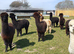 Friendly male alpacas &pound;500 + VAT each