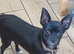 Chihuahua puppies ready now Lincolnshire