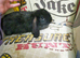 2 baby mini lops